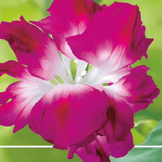 Climbing Flowers Ipomoea Tricolor Seeds Double Pink Blooming