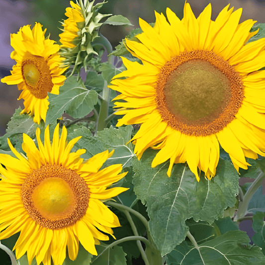 Dwarf Sunflower Seeds Helianthus Annuus Sunspot Yellow Variety