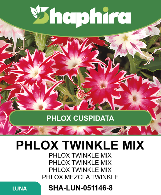 Phlox Seeds Sterphlox Twinkle Mixed Phlox Cuspidata Flowers