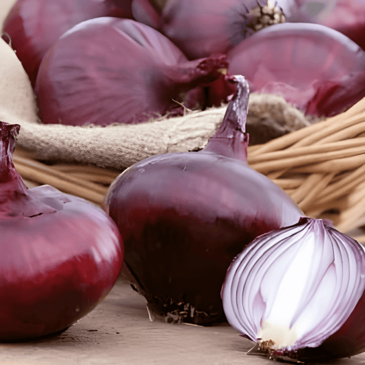 North Holland Blood Red Onion Seeds Allium Cepa Spicy Flavor