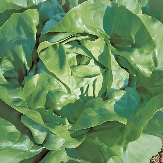 Butterhead Lettuce Seeds Milan Lactuca Sativa Uniform Heads