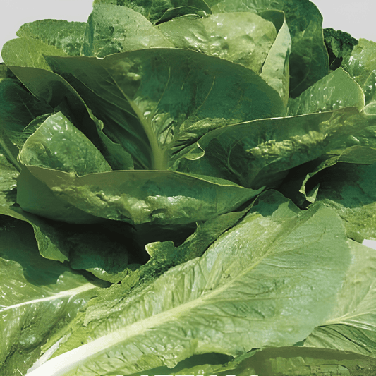 Little Gem Lettuce Seeds Lactuca Sativa Compact Cos Variety