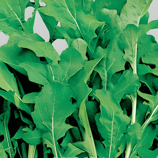 Arugula Seeds Eruca Sativa Fast Growing Spicy Salad Greens