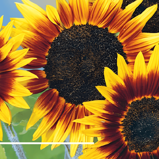 Sunflower Ring Of Fire Helianthus Annuus Seeds Vibrant Flowering