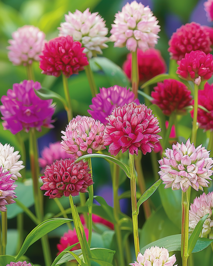 Gomphrena Seeds Gomphrena Globosa Mixed Flower Annual Variety