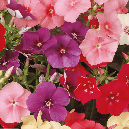 Phlox Beauty Mixed Seeds Phlox Drummondii Vibrant Flowering Annual