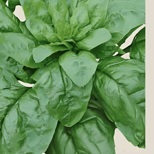 Organic Spinach Seeds Winter Giants Spinacia Oleracea Variety