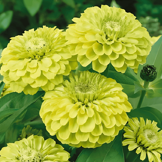 Zinnia Dahlia-flowered Envy Seeds Zinnia Elegans Lime Green Flowers
