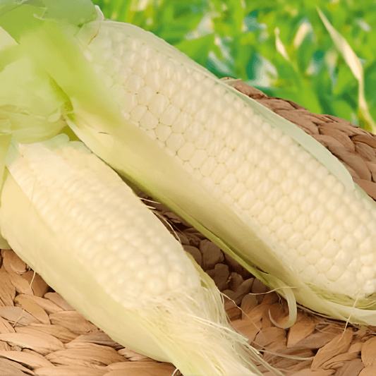 Sweet Corn Glacial Zea Mays Seeds White Sweet Crisp Cobs