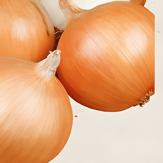 Organic Onion Seeds Allium Cepa Rijnsburger 5 Storage Variety