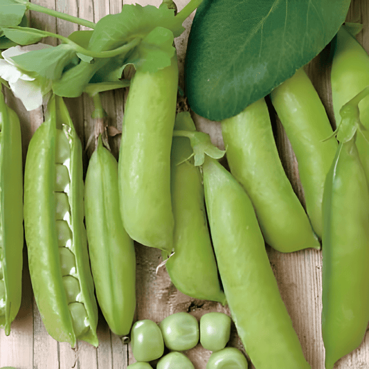 Sugar Snap Peas Pisum Sativum Seeds Sweet Compact Growth Variety