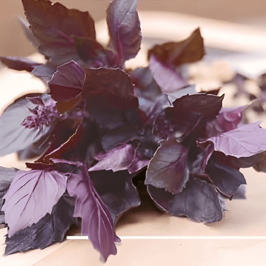 Dark Opal Basil Seeds Ocimum Basilicum Purpurascens Spicy Flavor