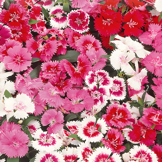 Dianthus Baby's Breath Seeds Dianthus Barbatus Wee Willie Mixed