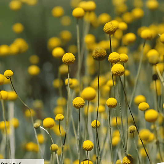 Craspedia Seeds Craspedia Globosa Yellow Drumstick Flowers