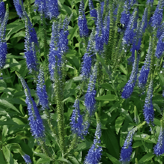 Veronica Blue Bouquet Seeds Veronica Spicata Flowering Perennial
