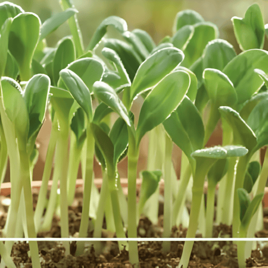 Borage Microgreens Seeds Borago Officinalis Cucumber Flavor