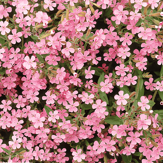 Soapwort Seeds Saponaria Ocymoides Fragrant Pink Flowers Perennial