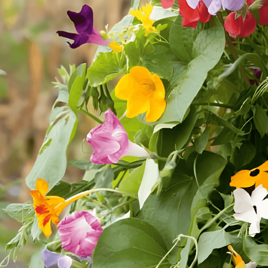 Climbing Plant Mix Seeds Climbing Plants Finest Mixture