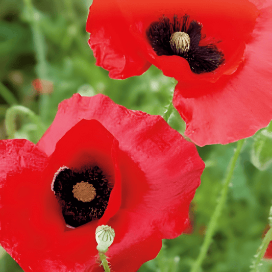 Tulip Poppy Seeds Papaver Glaucum Annual Flower Seeds