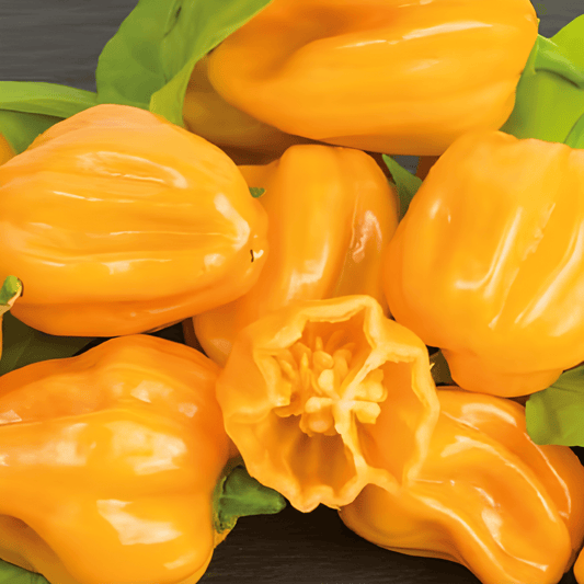 Habanero Pepper Seeds Orange Capsicum Chinense Hot Chili Fruits