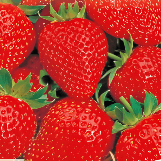 Strawberry Grandian F1 Seeds Fragaria X Ananassa Large Fruit Variety