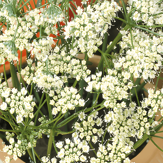 Anise Seeds Pimpinella Anisum Aromatic Herb Culinary Use