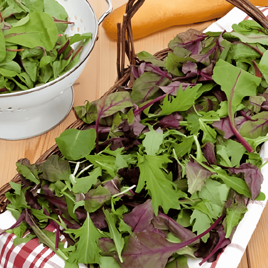 Babyleaf Salad Mix Seeds Lactuca Sativa Fast Growing Lettuce