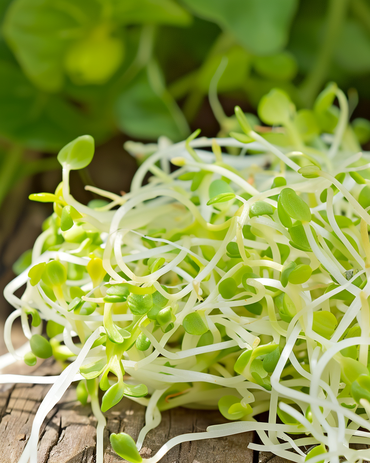 Organic Alfalfa Sprouting Seeds Medicago Sativa Lucerne Sprouts