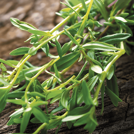 Perennial Savory Seeds Satureja Montana Hardy Culinary Herb