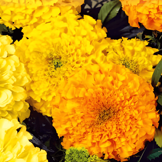 French Marigold Seeds Tagetes Erecta Large Flower Maximix