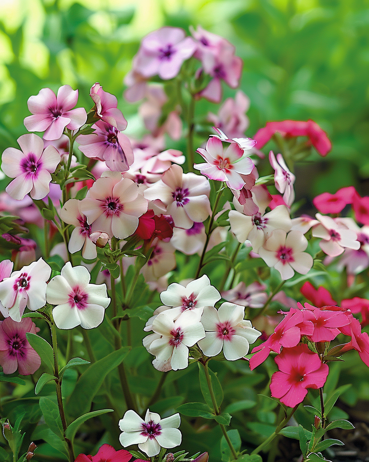 Phlox Flame Flower Cherry Caramel Seeds Phlox Drummondii Annual Flowers