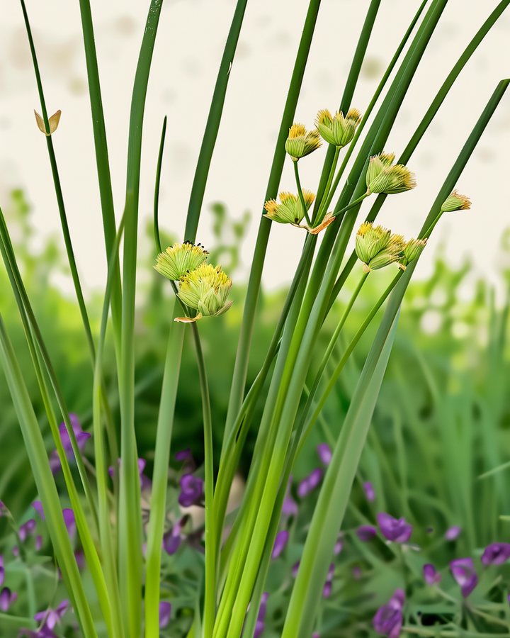 Organic Chives Seeds Allium Schoenoprasum Prager Variety