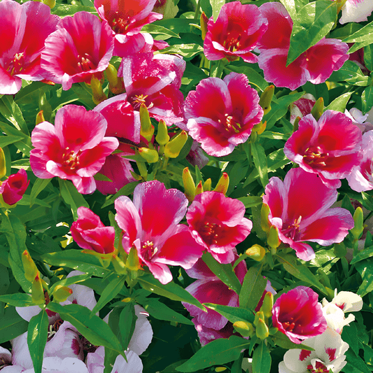 Summer Azalea Seeds Clarkia Amoena Single-Flowered Mixed