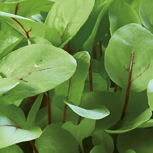 Sheep's Sorrel Microgreens Seeds Rumex Sanguineus Organic
