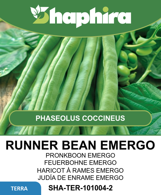 Stringless Bronze Snap Bean Seeds Phaseolus Coccineus Emergo 100g