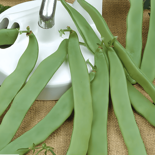 Dwarf French Bean Seeds Admires Phaseolus Vulgaris 25 Grams