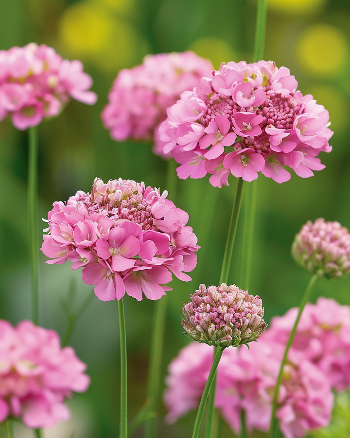 Scabiosa Seeds Salmon Queen Scabiosa Atropurpurea Fragrant Flowers