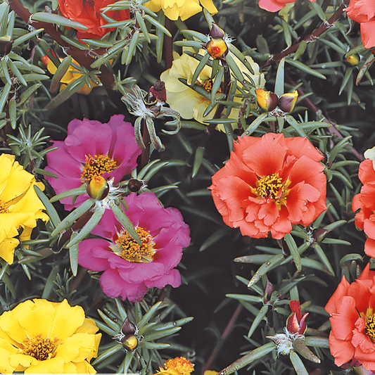 Portulaca Double-flowered Seeds Portulaca Grandiflora Mixed Colors