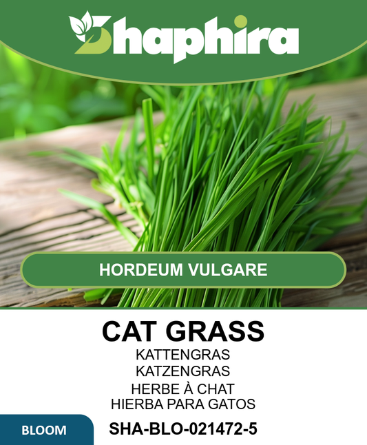 Cat Grass Seeds Hordeum Vulgare Barley For Indoor Sowing