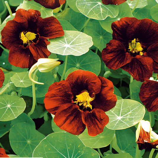 Nasturtium Black Velvet Seeds Tropaeolum Majus Dark Red Flowers