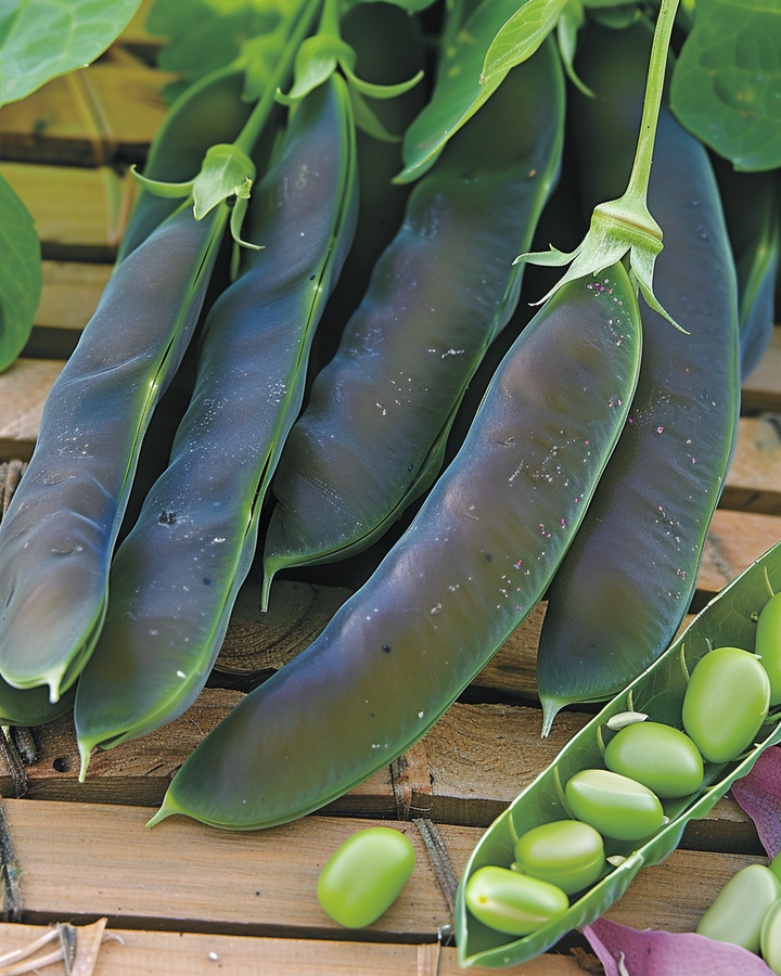 Capucijners Seeds Pisum Sativum Désirée High Yield Variety