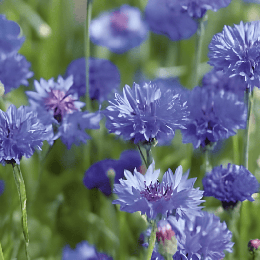 Cornflower Seeds Centaurea Cyanus Blue Ball Variety