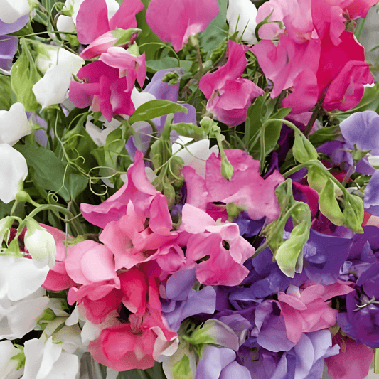 Sweet Pea Seeds Lathyrus Odoratus Bijou Mixed Fragrant Bloom