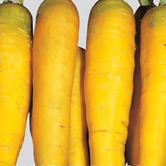 Fodder Carrot Seeds Daucus Carota L. Yellow Late Crop