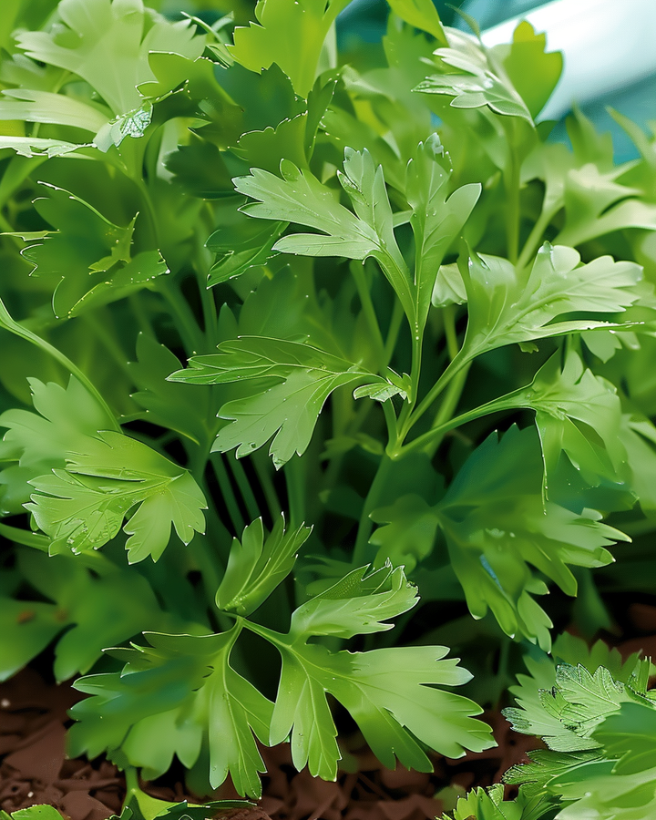 Gigante D Italia Parsley Seeds Petroselinum Crispum Aromatic Herb