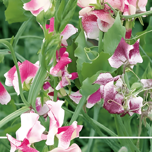 Climbing Sweet Pea Seeds Lathyrus Odoratus Unwin Striped