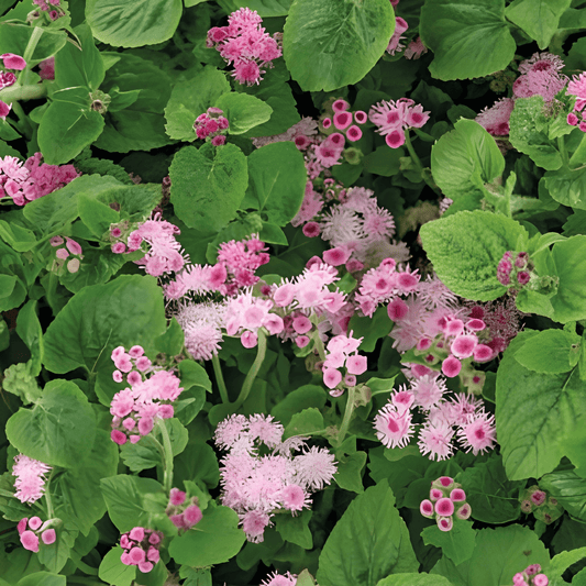 Ageratum Pink Ball Seeds Ageratum Houstonianum Annual Flower Seeds