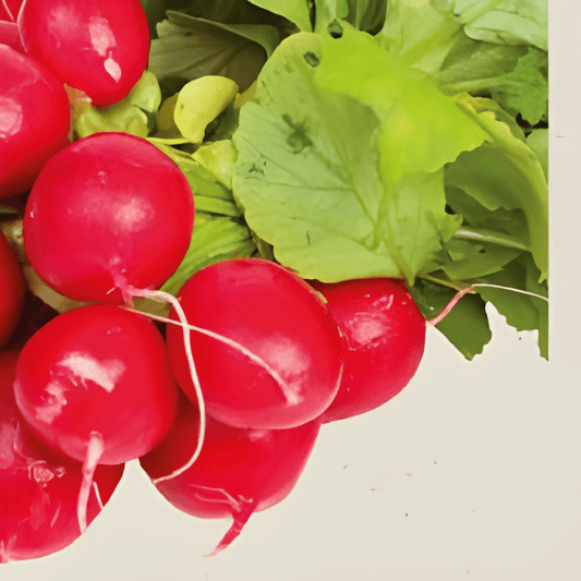Organic Radish Seeds Raxe Raphanus Sativus Bright Red Variety
