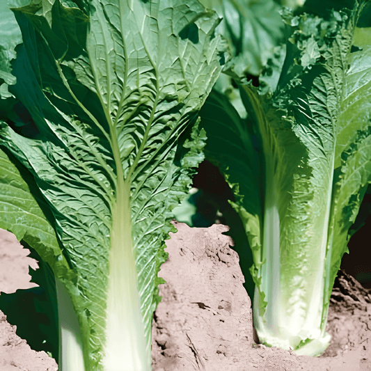 Chinese Cabbage Seeds Brassica Pekinensis Vegetable Crop