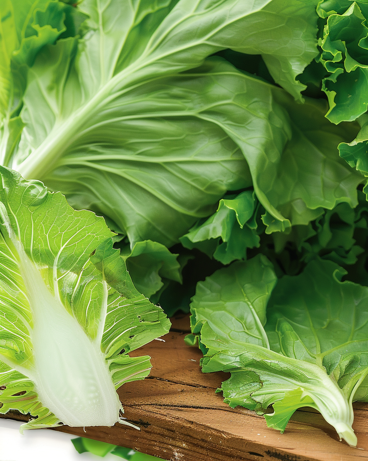 Green Chicory Seeds Cichorium Intybus Early Self Closing Variety